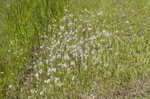 Cogongrass